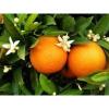 Flavor : orange italie by Solubarome Flavor : orange italie by Solubarome