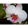 Arôme : Orchidée
Dernière mise à jour le : 01-05-2015 Arôme : Orchidée
Dernière mise à jour le : 01-05-2015