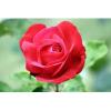 Arôme : Rose Naturelle
Dernière mise à jour le : 08-10-2016 Arôme : Rose Naturelle
Dernière mise à jour le : 08-10-2016