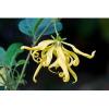 Arôme : Ylang Ylang
Dernière mise à jour le : 14-06-2015 Arôme : Ylang Ylang
Dernière mise à jour le : 14-06-2015