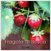 Flavor :  Fragola Di Bosco by SvapAmo