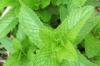 Flavor :  Soft Mint by The E-liquid Factory
