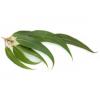 Flavor :  Gourmet Eucalyptus Naturel by The Hype Juices