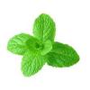Flavor :  Gourmet Menthe Douce by The Hype Juices