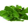 Arôme : Menthe Extra Fraiche
Dernière mise à jour le : 10-07-2015 Arôme : Menthe Extra Fraiche
Dernière mise à jour le : 10-07-2015