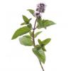 Arôme : Menthe Poivree
Dernière mise à jour le : 10-07-2015 Arôme : Menthe Poivree
Dernière mise à jour le : 10-07-2015