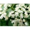 Flavor :  Elder Flower by The Rebranded Range