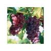 Flavor :  Grape by The Rebranded Range
