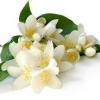 Flavor :  Jasmine by The Rebranded Range