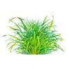 Flavor :  Lemongrass by The Rebranded Range