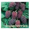 Flavor :  Loganberry by The Rebranded Range