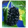 Flavor :  Mulberry by The Rebranded Range