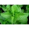 Flavor :  Peppermint Blend by The Rebranded Range