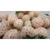 Arôme : pineberry par The Rebranded Range Arôme : pineberry par The Rebranded Range