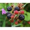Flavor :  Wild Blackberry by The Rebranded Range