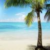 Flavor :  Palm Beach by Tornado Juice