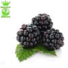 Flavor :  Brombeere by Ultrabio 24