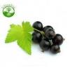 Flavor :  Cassis by Ultrabio 24
