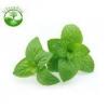 Flavor :  Spearmint by Ultrabio 24