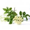 Flavor :  Elderflower par VAPABLE LTD