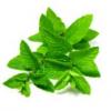 Flavor :  Spearmint by Vapable Ltd
