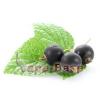 Flavor :  Cassis by VapeBase