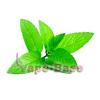Flavor :  Menthol by VapeBase
