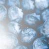 Flavor :  Blueberry Joghurt by Vapeland Juice