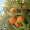 Flavor :  Orange Crush Cooler by Vapeland Juice