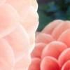 Flavor :  Peach Pom by Vapeland Juice