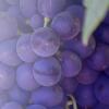 Flavor :  Purple Grape Soda par VAPELAND JUICE