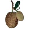 Flavor :  Jackfrucht by Vape Rebelz