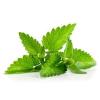 Flavor :  Minz by Vape Rebelz