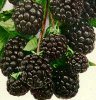 Flavor :  Blackberry by VapingZone