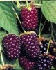 Flavor :  Boysenberry by VapingZone