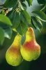 Flavor :  Pear by VapingZone