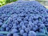 Flavor :  SC Blueberry by VapingZone