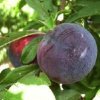 Flavor :  SC Dark Plum by VapingZone