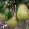 Flavor :  SC Gourmet Duchess Pear by VapingZone