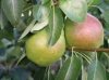 Flavor :  SC Gourmet Pear by VapingZone