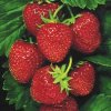 Flavor :  SC Gourmet Strawberries by VapingZone