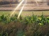 Flavor :  SC Tobacco Light by VapingZone