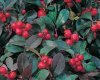 Flavor :  Wintergreen by VapingZone