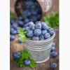 Flavor :  Myrtille by VapMisty