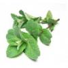 Flavor :  Menthe Poivree by Vapodiscount