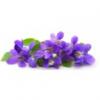 Flavor :  Violette by Vapodiscount