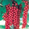 Flavor :  Groseille by Vaposite