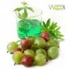 Flavor :  Stachelmeister by Wanna Vapor