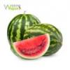 Flavor :  Wassermelone by Wanna Vapor