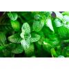 Flavor :  Sc Double Mint by Wonder Flavours